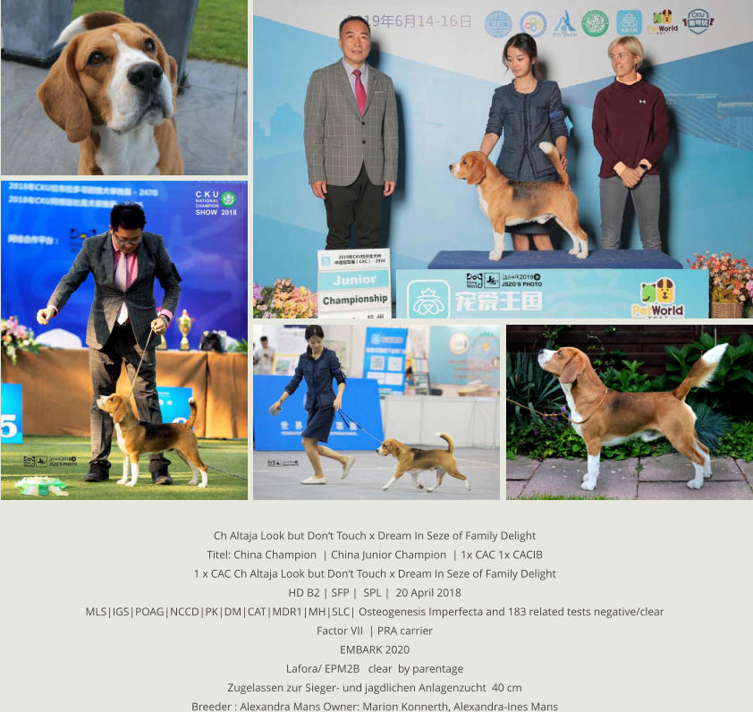 Ch Altaja Look but Don‘t Touch x Dream In Seze of Family Delight Titel: China Champion  | China Junior Champion  | 1x CAC 1x CACIB 1 x CAC Ch Altaja Look but Don‘t Touch x Dream In Seze of Family Delight HD B2 | SFP |  SPL |  20 April 2018 MLS|IGS|POAG|NCCD|PK|DM|CAT|MDR1|MH|SLC| Osteogenesis Imperfecta and 183 related tests negative/clear  Factor VII  | PRA carrier   EMBARK 2020 Lafora/ EPM2B   clear  by parentage Zugelassen zur Sieger- und jagdlichen Anlagenzucht  40 cm Breeder : Alexandra Mans Owner: Marion Konnerth, Alexandra-Ines Mans