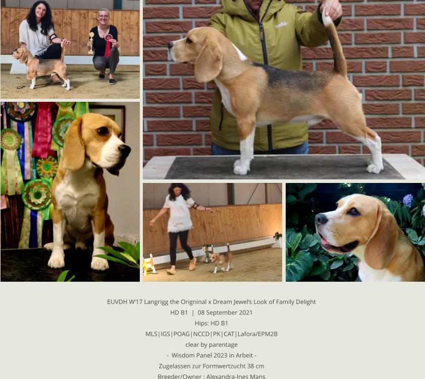 EUVDH W‘17 Langrigg the Origninal x Dream Jewel‘s Look of Family Delight HD B1  |  08 September 2021 Hips: HD B1 MLS|IGS|POAG|NCCD|PK|CAT|Lafora/EPM2B clear by parentage  -  Wisdom Panel 2023 in Arbeit -  Zugelassen zur Formwertzucht 38 cm Breeder/Owner : Alexandra-Ines Mans