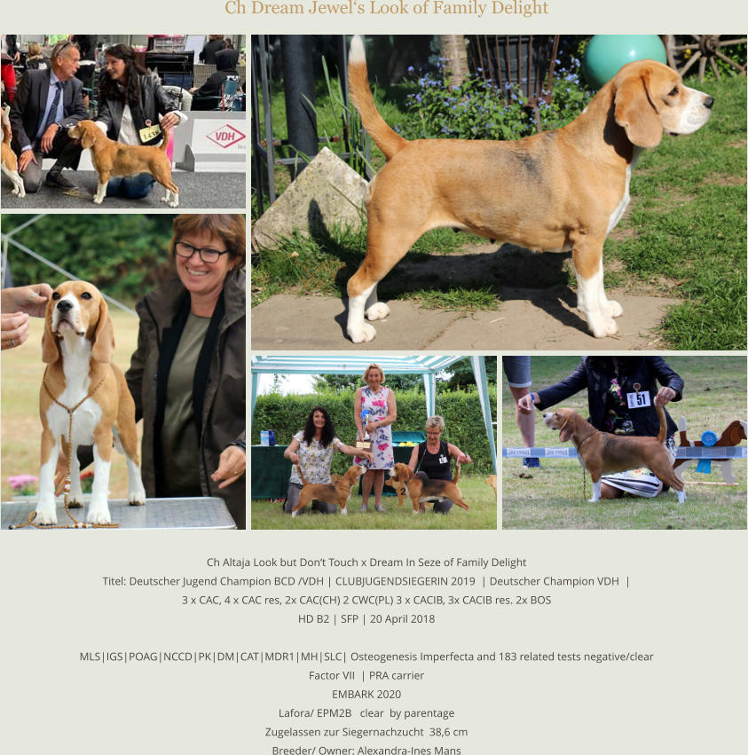 Ch Dream Jewel‘s Look of Family Delight   Ch Altaja Look but Don‘t Touch x Dream In Seze of Family Delight Titel: Deutscher Jugend Champion BCD /VDH | CLUBJUGENDSIEGERIN 2019  | Deutscher Champion VDH  | 3 x CAC, 4 x CAC res, 2x CAC(CH) 2 CWC(PL) 3 x CACIB, 3x CACIB res. 2x BOS HD B2 | SFP | 20 April 2018  MLS|IGS|POAG|NCCD|PK|DM|CAT|MDR1|MH|SLC| Osteogenesis Imperfecta and 183 related tests negative/clear  Factor VII  | PRA carrier   EMBARK 2020 Lafora/ EPM2B   clear  by parentage Zugelassen zur Siegernachzucht  38,6 cm Breeder/ Owner: Alexandra-Ines Mans