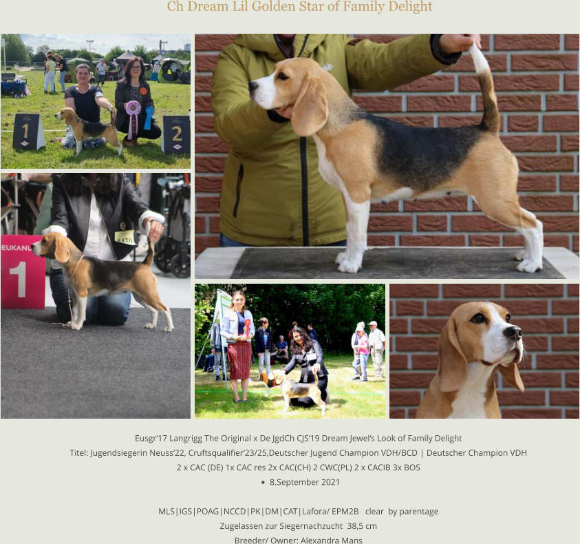 Ch Dream Lil Golden Star of Family Delight Eusgr‘17 Langrigg The Original x De JgdCh CJS‘19 Dream Jewel‘s Look of Family Delight Titel: Jugendsiegerin Neuss‘22, Cruftsqualifier‘23/25,Deutscher Jugend Champion VDH/BCD | Deutscher Champion VDH 2 x CAC (DE) 1x CAC res 2x CAC(CH) 2 CWC(PL) 2 x CACIB 3x BOS •	8.September 2021  MLS|IGS|POAG|NCCD|PK|DM|CAT|Lafora/ EPM2B   clear  by parentage Zugelassen zur Siegernachzucht  38,5 cm Breeder/ Owner: Alexandra Mans