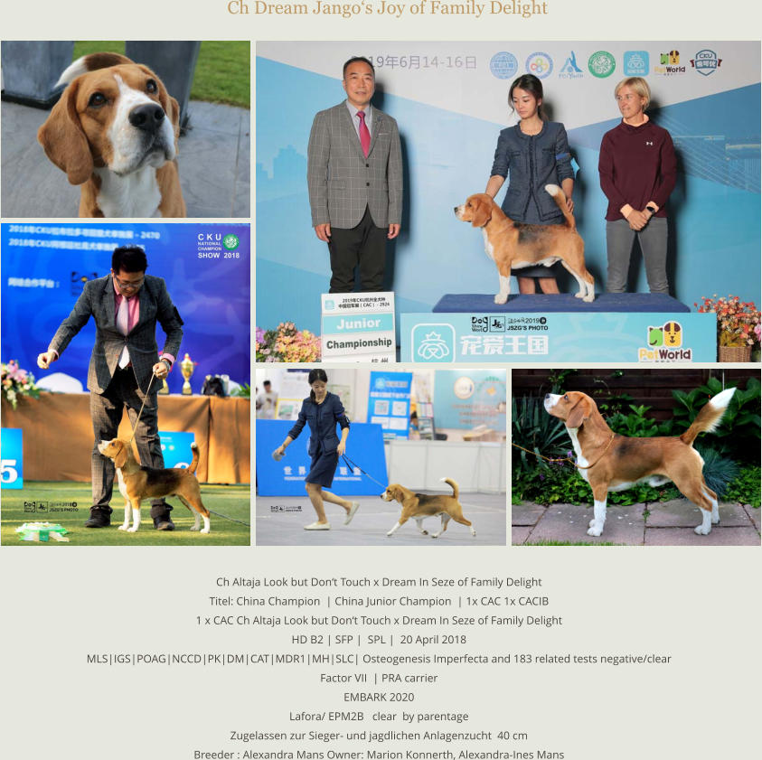 Ch Dream Jango‘s Joy of Family Delight Ch Altaja Look but Don‘t Touch x Dream In Seze of Family Delight Titel: China Champion  | China Junior Champion  | 1x CAC 1x CACIB 1 x CAC Ch Altaja Look but Don‘t Touch x Dream In Seze of Family Delight HD B2 | SFP |  SPL |  20 April 2018 MLS|IGS|POAG|NCCD|PK|DM|CAT|MDR1|MH|SLC| Osteogenesis Imperfecta and 183 related tests negative/clear  Factor VII  | PRA carrier   EMBARK 2020 Lafora/ EPM2B   clear  by parentage Zugelassen zur Sieger- und jagdlichen Anlagenzucht  40 cm Breeder : Alexandra Mans Owner: Marion Konnerth, Alexandra-Ines Mans