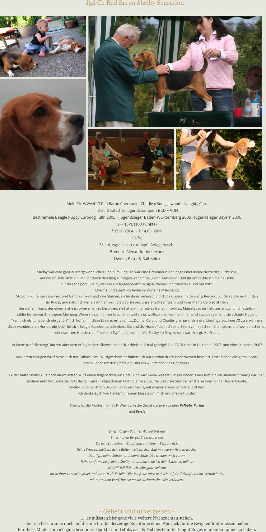 Jgd Ch Red Baron Shelby Sensation  Multi Ch. WWvet‘13 Red Baron Checkpoint Charlie x Snugglewood‘s Naughty Caro Titel:  Deutscher Jugendchampion BCD + VDH Best female Beagle Puppy Eurodog Tulln 2005 ~ Jugendsieger Baden-Württemberg 2005 ~Jugendsieger Bayern 2006   SFP |SPL (100 Punkte) *07.10.2004  -  † 14.08. 2016 HD-frei 38 cm, zugelassen zur jagdl. Anlagenzucht Breeder: Alexandra-Ines MansOwner: Petra & Ralf Kelch  Shelby war eine ganz aussergewöhnliche Hündin im Ring, sie war eine Gewinnerin und begründet meine derzeitige Zuchtlinie, auf die ich sehr stolz bin. Mit ihr durch den Ring zu fliegen war einmalig und wundervoll. Mit ihr entdeckte ich meine Liebe  für diesen Sport. Shelby war ein aussergewöhnlich ausgeglichener und robuster Hund mit Witz,  Charme und eigentlich fehlte ihr nur eine Melone :o)) Stoische Ruhe, Gelassenheit und Gehorsamkeit sind ihre Stärken, sie liebte es leidenschaftlich zu küssen,  hatte wenig Respekt vor den anderen Hunden im Rudel, und natürlich war sie immer noch die Coolste aus unserem Dreamteam und ihrer Mama Caro so ähnlich. Sie war ein Hund, der einem nahe ist ohne einen zu berühren, sie hatte immer etwas Geheimnisvolles, Majestätisches - Stolzes an sich und natürlich zählte für sie nur ihre eigene Meinung. Wenn sie sich führen liess, dann weil sie es wollte, sonst konnte ihr Jemand etwas sagen und sie schaute fragend, "kenn ich nicht, habe ich nie gehört". Ich hoffe mir diese Linie zu erhalten.......Donna, Caro, und Charlie, um nur meine drei Lieblinge aus ihrer AT zu erwähnen, diese wunderbaren Hunde, die jeder für sich Beagle Geschichte schrieben. Sie und die Hunde "behind", sind Eltern von ettlichten Champions und wunderschönen, liebenswerten Hunden, die "meinem Typ" entsprechen. Mit Shelby im Ring zu sein war eine große Freude.  In ihrem (unfallbedingt) kurzen aber sehr erfolgreichen Showcome back, erhielt sie 2 mal gezeigt!! 2 x CACIB eines in Lausanne 2007  und eines in Kassel 2007  Aus ihrem einzigen Wurf behielt ich mir Falbala, zwei Wurfgeschwister haben sich auch schon durch Nachzuchten bewährt. Eines haben alle gemeinsam, einen liebenswerten Charakter und ein wunderschönes Gangwerk.  Leider hatte Shelby kurz nach ihrem ersten Wurf einen folgenschweren Unfall und wird keine weiteren Würfe haben. Einerseits bin ich unendlich traurig darüber,  andererseits froh, dass sie trotz der schweren Folgeschäden fast 12 Jahre alt wurde und viele Stunden im Kreise ihrer Kinder feiern konnte. Shelby lebte bei ihrem Bruder Farley und Ferris, mit meinen Freunden Petra und Ralf! Ich danke euch von Herzen für euren Einsatz um mich und meine Hunde!!  Shelby ist die Mutter meines F- Wurfes. In der Zucht stehen/ standen Falbala, Farina  und Ferris   Eines  langen Baumes Wurzel bist du!  Eines hohen Berges Stein warst du! Du gehst zu deinem Baum und zu deinem Berg zurück.  Deine Wurzeln bleiben, deine Blüten treiben, dein Bild in unseren Herzen wächst. Dein Typ, deine Stärken und deine Maßstäbe treiben mich voran.  Ruhe sanft meine geliebte Shelby, ab und an sehe ich dein Blitzen in deinen  NACHKOMMEN   Ich sehe ganz viel von ihr in ihrer Urenkelin Jewel und ihrer Ur-Ur Enkelin Lilis. Ich freue mich wirklich auf die Zukunft und ihr Vermächtnis, mit nur einem Wurf, hat sie meine züchterische Welt verändert.     - Geliebt und unvergessen - …..es müssten hier ganz viele weitere Nachzuchten stehen, aber ich beschränke mich auf die, die für die derzeitige Zuchtlinie einen Abdruck für die Ewigkeit hinterlassen haben. Für diese Mädels bin ich ganz besonders dankbar und stolz, sie als Teil des Family Delight Zuges in meinen Linien zu haben.