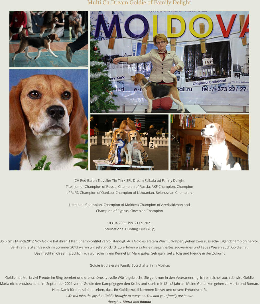 Multi Ch Dream Goldie of Family Delight CH Red Baron Traveller Tin Tin x SPL Dream Falbala od Family Delight Titel: Junior Champion of Russia, Champion of Russia, RKF Champion, Champion  of RLFS, Champion of Oankoo, Champion of Lithuanian, Belorussian Champion,  Ukrainian Champion, Champion of Moldova Champion of Azerbaidzhan and  Champion of Cyprus, Slovenian Champion  *03.04.2009  bis  21.09.2021 International Hunting Cert (76 p)  35.5 cm /14 inch2012 Nov Goldie hat ihren 11ten Championtitel vervollständigt. Aus Goldies erstem Wurf (5 Welpen) gehen zwei russische Jugendchampion hervor. Bei ihrem letzten Besuch im Sommer 2013 waren wir sehr glücklich zu erleben was für ein sagenhaftes souveränes und liebes Wesen auch Goldie hat. Das macht mich sehr glücklich, ich wünsche ihrem Kennel Elf Maro gutes Gelingen, viel Erfolg und Freude in der Zukunft   Goldie ist die erste Family Botschafterin in Moskau  Goldie hat Maria viel Freude im Ring bereitet und drei schöne, typvolle Würfe gebracht. Sie geht nun in den Veteranenring, ich bin sicher auch da wird Goldie  Maria nicht enttäuschen.  Im September 2021 verlor Goldie den Kampf gegen den Krebs und starb mit 12 1/2 Jahren. Meine Gedanken gehen zu Maria und Roman. Habt Dank für das schöne Leben, dass ihr Goldie zuteil kommen liesset und unsere Freundschaft. „We will miss the joy that Goldie brought to everyone. You and your family are in our  thoughts, Maria and Roman