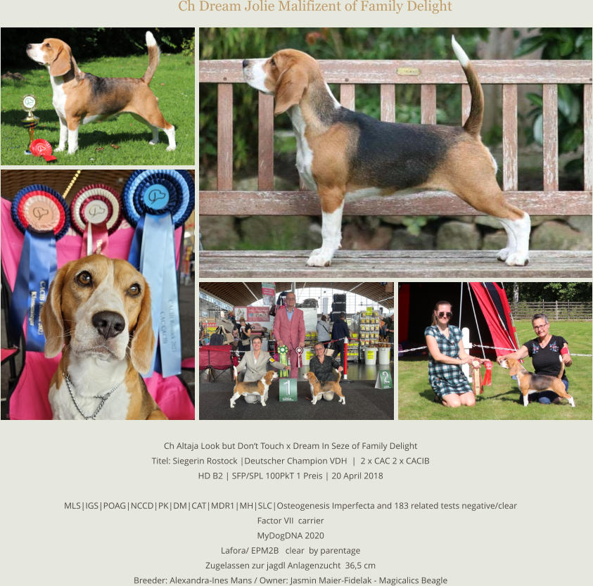 Ch Dream Jolie Malifizent of Family Delight   Ch Altaja Look but Don‘t Touch x Dream In Seze of Family Delight Titel: Siegerin Rostock |Deutscher Champion VDH  |  2 x CAC 2 x CACIB HD B2 | SFP/SPL 100PkT 1 Preis | 20 April 2018  MLS|IGS|POAG|NCCD|PK|DM|CAT|MDR1|MH|SLC|Osteogenesis Imperfecta and 183 related tests negative/clear  Factor VII  carrier   MyDogDNA 2020 Lafora/ EPM2B   clear  by parentage Zugelassen zur jagdl Anlagenzucht  36,5 cm Breeder: Alexandra-Ines Mans / Owner: Jasmin Maier-Fidelak - Magicalics Beagle