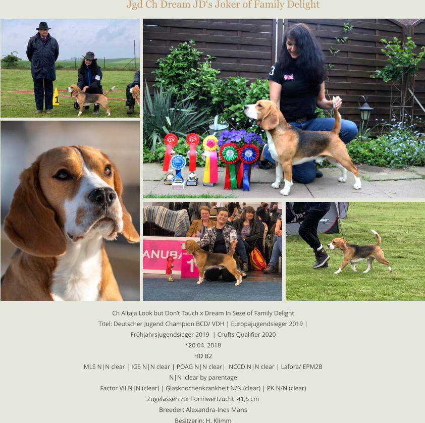 Jgd Ch Dream JD‘s Joker of Family Delight Ch Altaja Look but Don‘t Touch x Dream In Seze of Family Delight Titel: Deutscher Jugend Champion BCD/ VDH | Europajugendsieger 2019 |   Frühjahrsjugendsieger 2019  | Crufts Qualifier 2020 *20.04. 2018 HD B2 MLS N|N clear | IGS N|N clear | POAG N|N clear|  NCCD N|N clear | Lafora/ EPM2B    N|N  clear by parentage Factor VII N|N (clear) | Glasknochenkrankheit N/N (clear) | PK N/N (clear) Zugelassen zur Formwertzucht  41,5 cm Breeder: Alexandra-Ines MansBesitzerin: H. Klimm